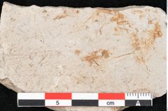 Foto (Detailansicht) von Hypnum sagorianum Ettingshausen (NHMW-GEO-2024-0188-6732)